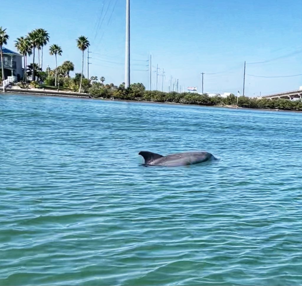 Dolphin in Redfish Bay